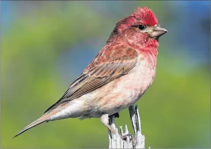  ?? BRUCE MACTAVISH PHOTO ?? The purple finch is a welcome visitor to the backyard feeder because of their good looks and loud bubbling song.