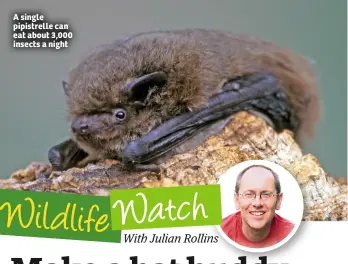  ?? With Julian Rollins ?? A single pipistrell­e can eat about 3,000 insects a night Wildlife Watch