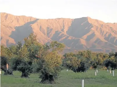  ??  ?? Olivos. La olivícola es una de las agroindust­rias regionales, como en La Rioja, que atraviesan un momento complicado.