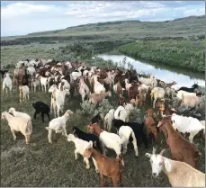  ??  ?? The goats from Creekside Goat Company graze in a patch of leafy spurge on the banks of the Frenchman River in rangeland south of Shaunavon.