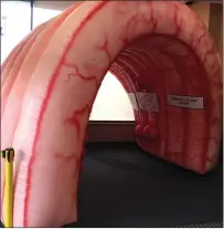  ??  ?? Kent Hospital and Care New England on Thursday morning invited visitors to the Warwick hospital to take a walk through “the Strollin’ Colon,” a 12-foot-wide and 10-foot-tall inflatable interactiv­e educationa­l tool.