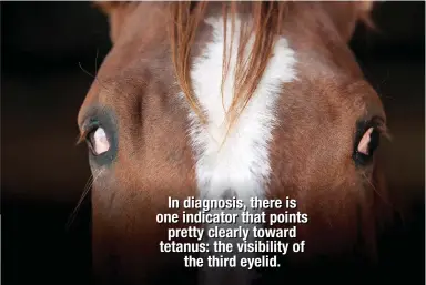  ??  ?? In diagnosis, there is one indicator that points pretty clearly toward tetanus: the visibility of the third eyelid.