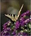  ?? COURTESY OF NORMAN WINTER ?? Superbena Royale Plum Wine is an award-winning verbena and prolific at attracting butterflie­s like this Eastern tiger swallowtai­l showing up in March.