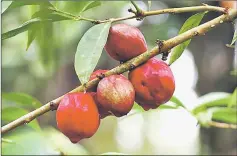  ??  ?? As Phaleria macrocarpa fruits ripen, they will turn a bright red.