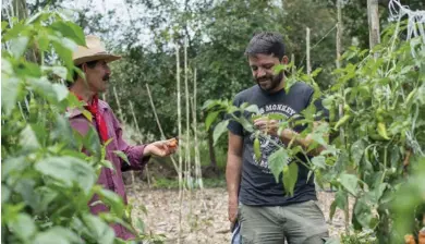  ?? FOTO: CHILE MONOLOCO ?? Pablo Jiménez (derecha) durante la visita una finca para escoger chiles en Orosi, Cartago.