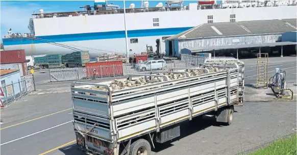  ?? Picture: MICHAEL PINYANA ?? LOSS: A truckload of sheep to be loaded on the Al Messilah in the East London harbour. Al Mawashi and its parent company, Livestock Transport and Trading Company (LTTC), are losing R1m every day that the interdict prohibitin­g them from exporting 72,000 sheep to the Middle East remains in place.