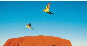  ?? FOTO: ZDF/ORF/BBC/JOHN DOWNER PROD ?? Wellensitt­iche sind in Deutschlan­d vor allem als Haustiere beliebt. In Australien, hier vor dem Uluru, dem Ayers Rock, genießen zwei Exemplare dieser Vogelart ihre Freiheit im Outback.