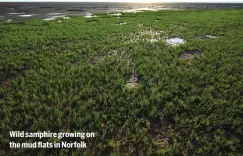  ?? ?? Wild samphire growing on the mud flats in Norfolk