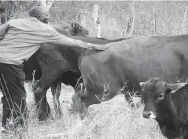  ??  ?? Mr Ndou, a farmer in Matabelela­nd South drives his cattle he got under Command Livestock home in this file photo