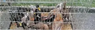  ?? PD ?? Acht Enten in einem kleinen Käfig: Bilder wie diese sorgen bei Tierfreund­en für Empörung.