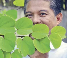  ??  ?? Young alibangban­g or bauhinia leaves impart an acidic flavor to
sinigang soup, much like sampaloc/ tamarind leaves. Chef Claude Tayag laments this pretty common ingredient that has been practicall­y forgotten in present-day Filipino kitchens, which...