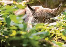  ?? Archivfoto: Alexander Heinl/dpa ?? Ein Luchs ist im Alb-Donau-Kreis dem Verkehr zum Opfer gefallen. Er starb auf der Straße zwischen Blaubeuren-Weiler und Schelkling­en.