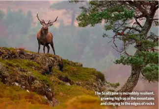  ??  ?? The Scots pine is incredibly resilient, growing high up in the mountains and clinging to the edges of rocks