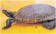  ?? FOTO: FEUERWEHR ?? Die gefundene Gelbbauch-Schmucksch­ildkröte.