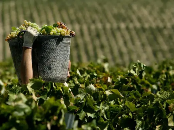  ??  ?? Sherry is originally produced in the region of Jerez (Getty)