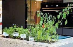  ??  ?? • Los mesones modernos contemplan un lugar para plantas que se desarrolla­n en espacios limitados.