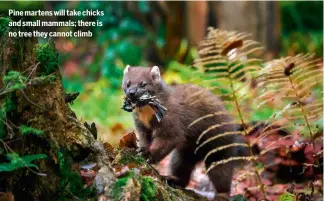  ?? ?? Pine martens will take chicks and small mammals; there is no tree they cannot climb