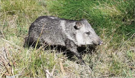  ?? ?? EJEMPLARES. La primera reintroduc­ción al medio silvestre fue en 2017; hubo una segunda en 2019. En total fueron 150 animales; se desconoce la cantidad actual.