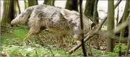  ??  ?? Ein frei lebender Wolf läuft im Mai  am Rande des Truppenübu­ngsplatzes Ohrdruf im Landkreis Gotha durch den Wald. Foto: S. Böttner, dpa