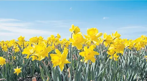  ?? ?? ● Rows and rows of bright and beautiful yellow daffodils bloom under a clear, blue sky meaning spring has arrived