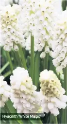  ??  ?? Hyacinth ‘White Magic’