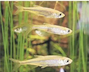  ?? FOTOS (2): GETTYIMAGE­S ?? Moderliesc­hen sind beliebte Fische für einen kleinen Gartenteic­h. Die Schwarmtie­re vermehren sich rege und fressen Mücken.