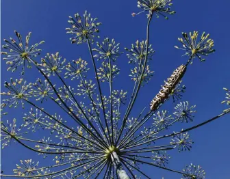  ?? Billy Calzada / Staff file photo ?? A black swallowtai­l caterpilla­r crawls on dill.