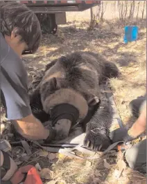  ?? The Canadian Press ?? Government of Alberta staff measure a tranquiliz­ed grizzly bear's teeth as they assess his health.