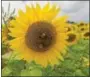  ??  ?? Bees enjoy the sunflowers next to the Please Wash Me Carwash in Elverson.