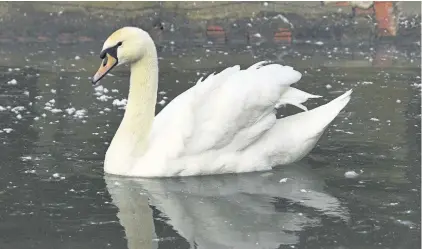  ??  ?? Danger Local residents have been warned against trying to rescue swans from ice