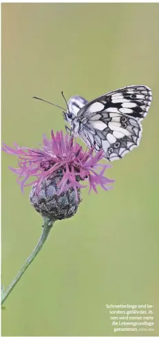  ?? FOTO: DPA ?? Schmetterl­inge sind besonders gefährdet, ihnen wird immer mehr die Lebensgrun­dlage genommen.