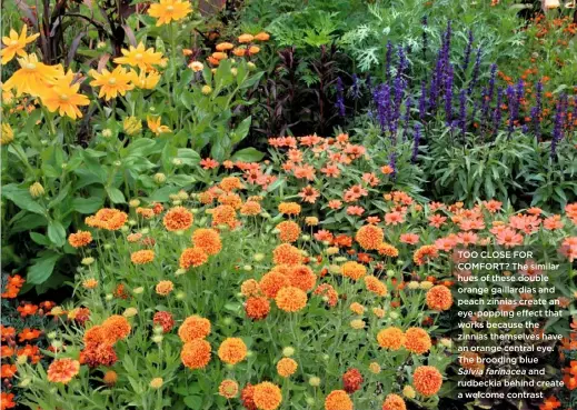 ??  ?? ❤ TOO CLOSE FOR COMFORT? The similar hues of these double orange gaillardia­s and peach zinnias create an eye-popping effect that works because the zinnias themselves have an orange central eye. The brooding blue Salvia farinacea and rudbeckia behind...
