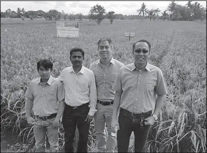  ??  ?? The SeedWorks team standing in front of the TH-82 hybrid rice demo. (From left) Moises Lesing, PD manager; Dr. Jagdish Gowda, senior breeder; Carlos Saplala, president and Remus Morandante, VisMin business manager