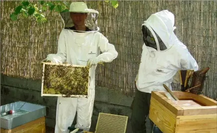  ?? (Photo S. J.) ?? Victor soigne ses abeilles sous l’oeil vigilant de Thierry Lécuillier (à droite).