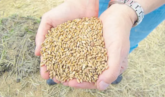  ??  ?? Ojo. La asociación de los patógenos con las semillas garantiza el acceso directo del parásito a la fuente nutriciona­l durante la germinació­n y emergencia.