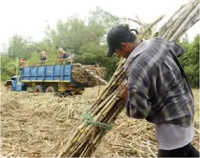  ?? ?? Plantation workers in Baragay Nasaka, Maasin, Iloilo prepare sugarcanes for transport to a sugar central in Passi City, Iloilo province. What triggered the economic boom of Iloilo in the 19th century was the developmen­t of its sugar industry.