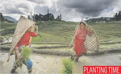  ?? Picture: EPA ?? Farmers plant rice in a paddy field in Tinpiple village on the outskirts of capital Kathmandu in Nepal yesterday as the country celebrated National Paddy Day.
