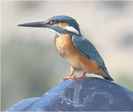  ??  ?? A Kingfisher by John Lapworth.