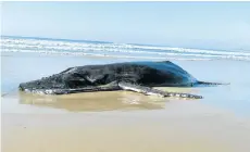  ?? Picture: DR STEPHANIE PLÖN ?? BEYOND HELP: The stranded humpback whale before it was euthanased on Kabeljauws Beach in Jeffreys Bay on Tuesday