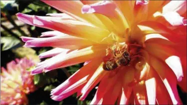  ?? DEAN FOSDICK VIA AP ?? This photo shows a honeybee while gathering pollen from a dahlia near Langley, Wash. Bees and swimmers don’t mix but generally they’ll ignore you if you ignore them. Choose flowers whose blooms generally don’t attract pollinator­s when landscapin­g...