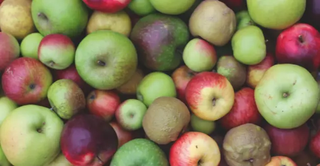  ??  ?? The National Fruit Collection at Brogdale, Kent, grows more than 2,200 different varieties of apple, including 500 native species