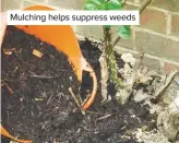  ??  ?? Mulching helps suppress weeds