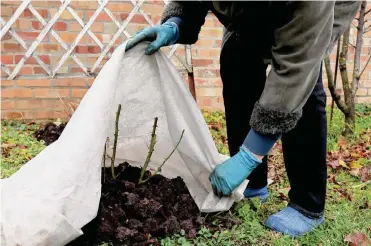  ?? Natalia Dorojkina/getty Images/istockphot­o ?? Use layers of cloth to shield cold-sensitive plants when temperatur­es fall. A heat source also may be needed.