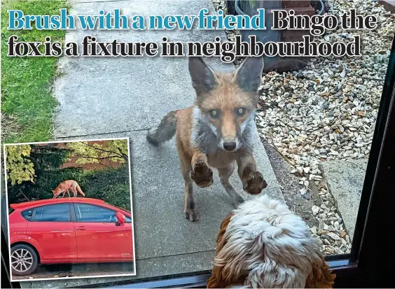  ?? Pictures: James Walford ?? ‘Bingo’ the fox says hello to Jean, James Walford’s dog, and inset, climbing on a car roof