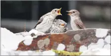  ?? Photograph: Howard Sargeant ?? Spotted flycatcher feeding young on Holy Isle.