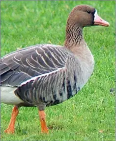  ??  ?? Some 8,500 Greenland White-fronted Geese winter on the Wexford Slobs each year making the area hugely important for the species.