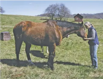  ?? BY LUKE CHRISTOPHE­R FOR FOOTHILLS FORUM ?? Sue Garvin with Samwise, an o track racehorse and rescue foster, Laney.