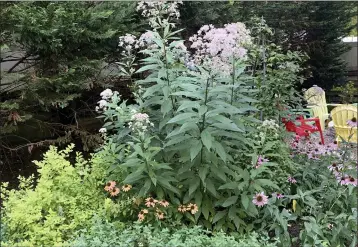  ?? PHOTOS BY JESSICA DAMIANO ?? Native Joe Pye weed grows alongside native coneflower­s and nonnative spirea and catmint.