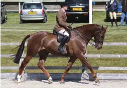  ??  ?? Libris Topspin takes the novice horse title on his ridden debut