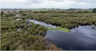  ?? CHRISTEL YARDLEY/STUFF ?? Cyanobacte­ria – or blue-green algae – which can produce dangerous toxins, thrives at Lake Waikare, top, which drains into the 7000ha Whangamari­no wetlands, above right. These swampy lands are internatio­nally recognised as home to matuku, left, and Black mudfish, centre.